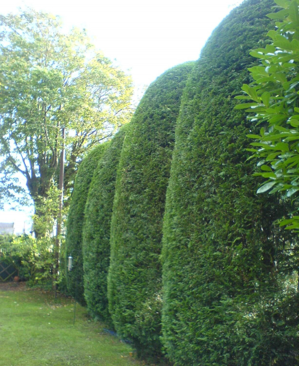 Trimmed hedges